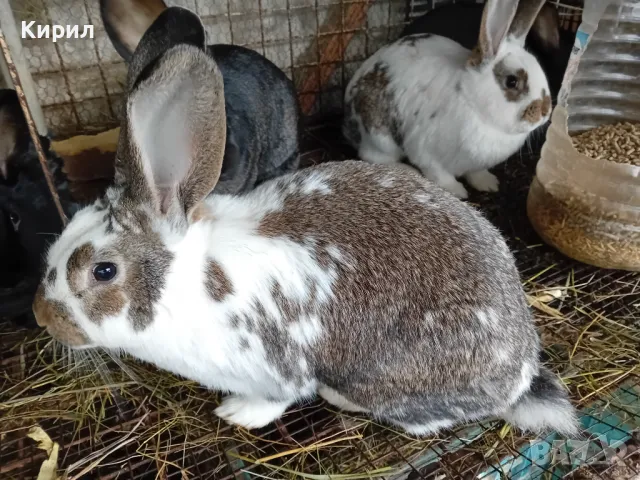 Зайци, снимка 2 - Други животни - 48005558