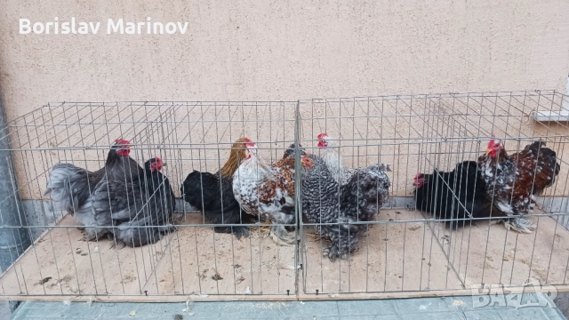 Мини кохин, снимка 2 - други­ - 52341003