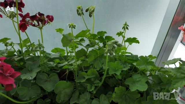 Продавам висящи мушката насадени в сандъчета -  5 налични сандъчета, снимка 8 - Градински цветя и растения - 50668231