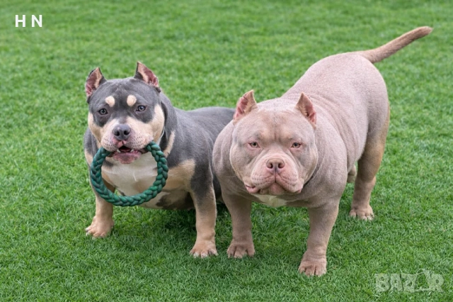 Американско були  - мъжки pet class , снимка 2 - Питбул - 53024734