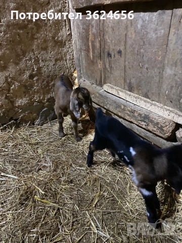 англо нубийски кози, снимка 3 - Кози - 54003597