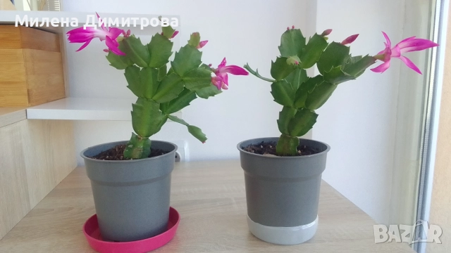 Шлумбергера ( Коледниче), снимка 2 - Стайни растения - 52262702