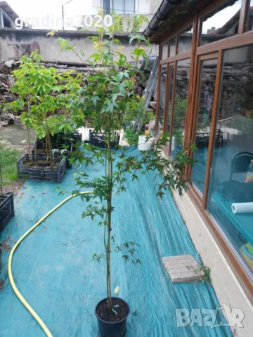 Японски клен - Ацер Студоустойчив Налични 5 вида , снимка 7 - Разсади - 33942954