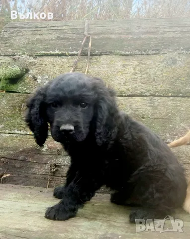 кокер шпаньол 2 месеца, снимка 2 - Кокер шпаньол - 56548944