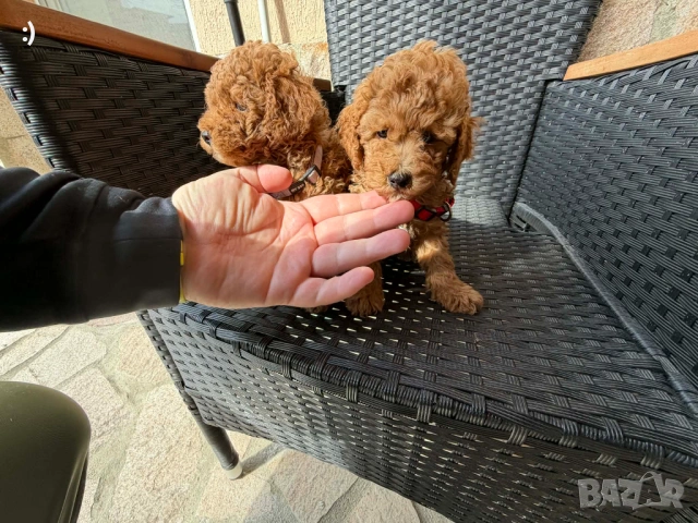 Мини пудели актуално от 31.3.2026, снимка 3 - Пудели - 54037336