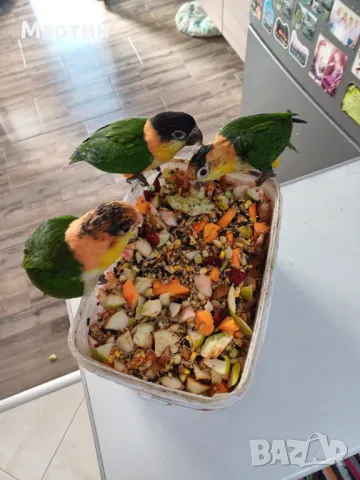 Бебета КАЙКИ , снимка 3 - Папагали - 48057511