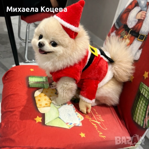 Мини Померани , снимка 13 - Померан - 52447230