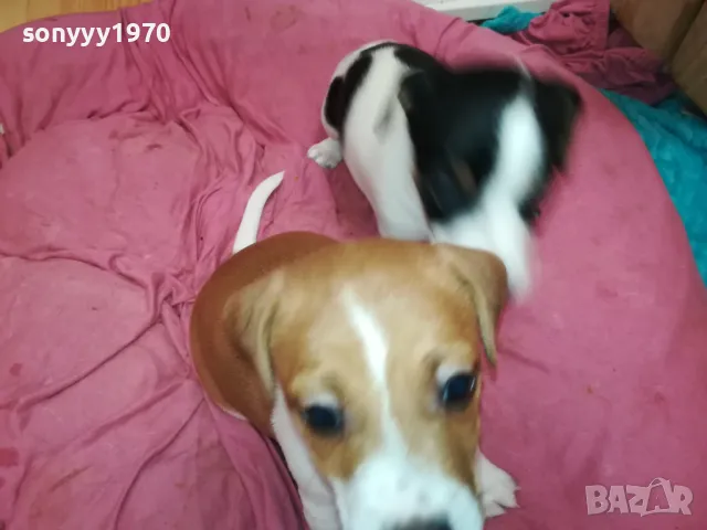 ДЖАК РЪСЕЛ-БЕБЕНЦА НА 40 ДЕНА 250ЛВ ЗА ЕДНО 3101251807, снимка 6 - Джак ръсел териер - 48909983