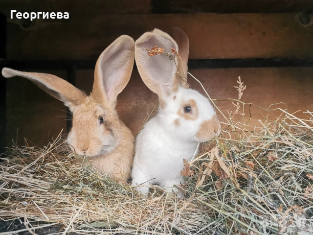 Заек, зайче, пеперуда, триколор, чинчилов великан, жълт великан, кръстоски, снимка 8 - Други - 36690060