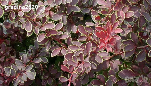 Берберис тунберги , снимка 1 - Градински цветя и растения - 27492734