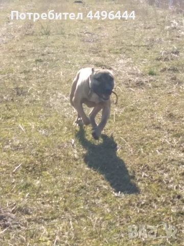  родословно питбулче 8месеца, снимка 3 - Питбул - 53084414