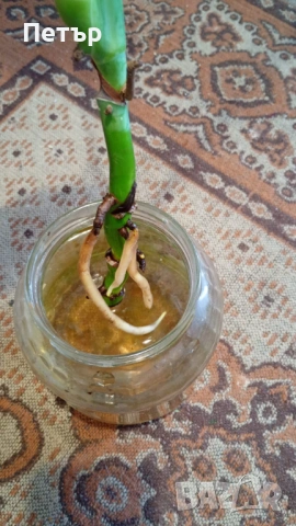 Филодендрон, снимка 2 - Стайни растения - 53229139