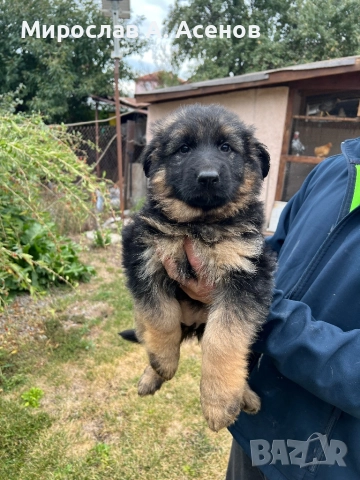 Немски Овчарки , снимка 7 - Немска овчарка - 52111989