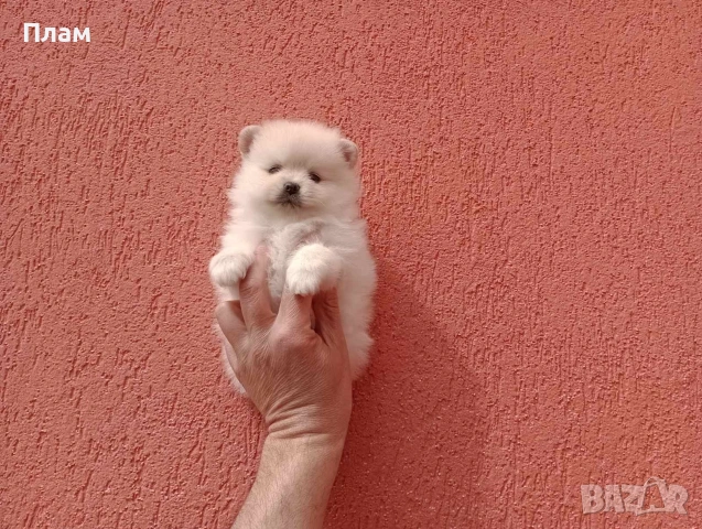 Померани.Реални снимки ! , снимка 9 - Померан - 54051834