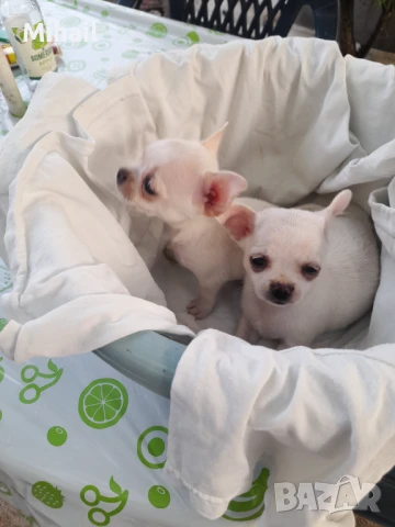 Продавам чихуахуа