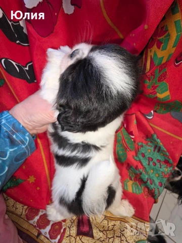 Японски хинчета