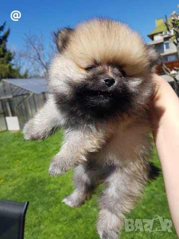 Померан померани Гр. София, снимка 2 - Померан - 54318867