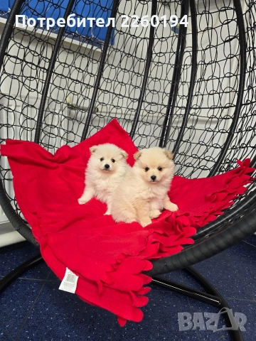 померан , снимка 3 - Померан - 53261200