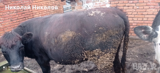 Месодайни телета , снимка 2 - Други - 52646532