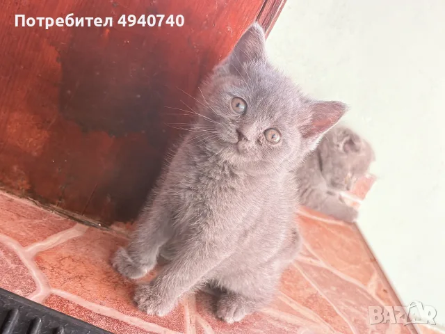 британски котки, снимка 4 - Британска късокосместа - 55963541