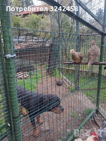 Фазани и феникс , снимка 3 - други­ - 54267729