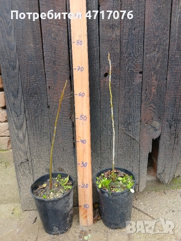 орех Пекан в контейнер 