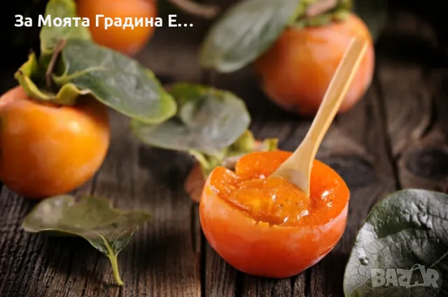 Райска ябълка Фую