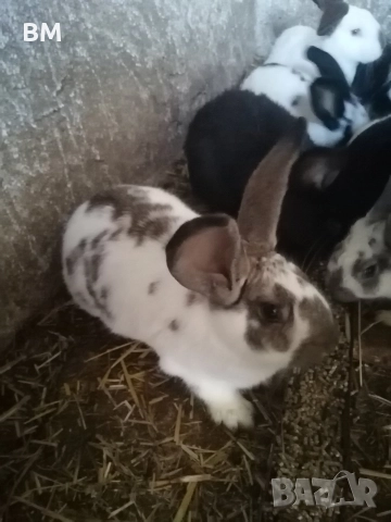 зайци на 5 месеца, снимка 3 - Други животни - 52636229