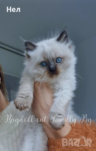Ragdoll рагдол/регдол  котета мъжки, снимка 7 - Други - 51000590