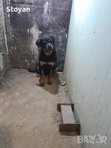 Продавам женски ротвайлер , снимка 7 - Ротвайлер - 52539395
