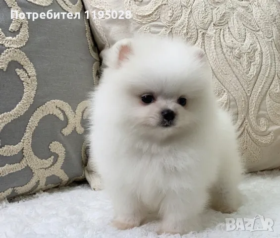 Померански шпиц,мини Померан и Померан джудже, снимка 3 - Померан - 38814242