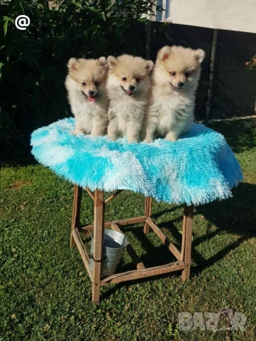 Померан померанчета Гр. София, снимка 1