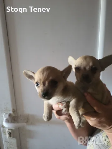 Продавам мини пинчер чихуаха