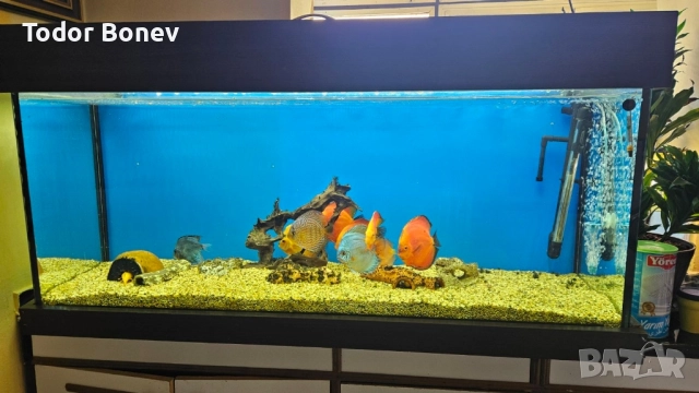 продавам аквариум 300литра, снимка 3 - Аквариуми - 51858737