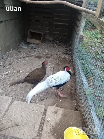 Продавам гривеци и сребърни фазани , снимка 3 - Гълъби - 53758892