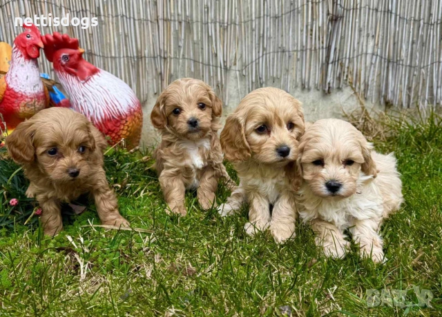 Прекрасни МАЛТИПУ