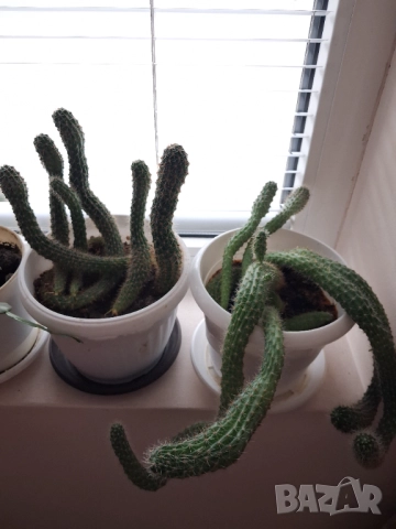 Кактус - две саксии