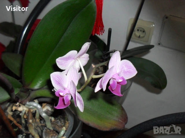 фотоапарат SAMSUNG ES10   8.1 MpX, снимка 9 - Фотоапарати - 53355015