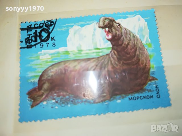 МАРКА 10 1978 СССР МОРСКОЙ СЛОН 1303231548, снимка 3 - Филателия - 39984954