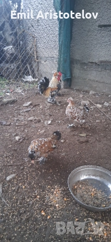 Бреговски джинки 