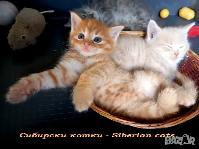 	Сибирче, сибирско коте, червено момче, сибирски котенца, сибирска котка, хипоалергенно