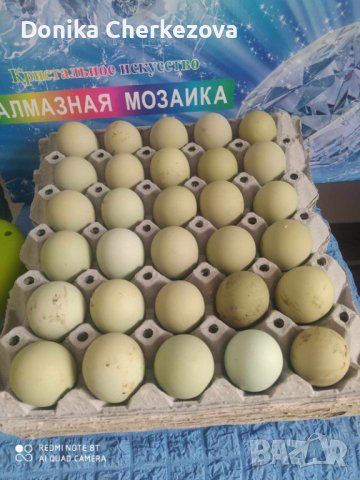 Оплодени яйца от породите катунски и ексел, снимка 1