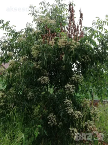 Продавам фиданки от медоносното дърво на пчеларя Еводия Даниели разсад дръвчета Еводиа за медосбор, снимка 12 - Разсади - 49271516