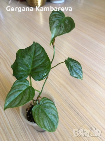 Philodendron Majestic , снимка 2 - Стайни растения - 54319098