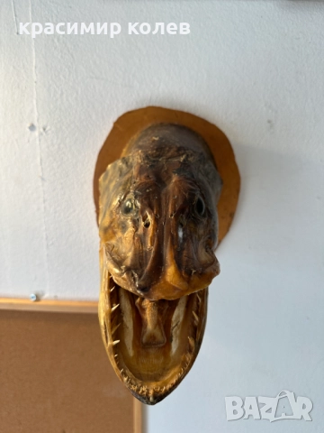 голяма препарирана глава на щука/сувенир за стена/, снимка 11 - Декорация за дома - 52898619