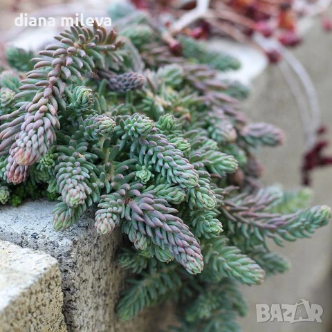 Седум „Син Смърч“, Sedum „Blue Spruce“, снимка 3 - Градински цветя и растения - 50843696