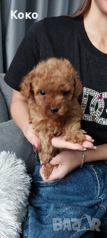 Той пудел/пудели , снимка 4 - Пудели - 52675949