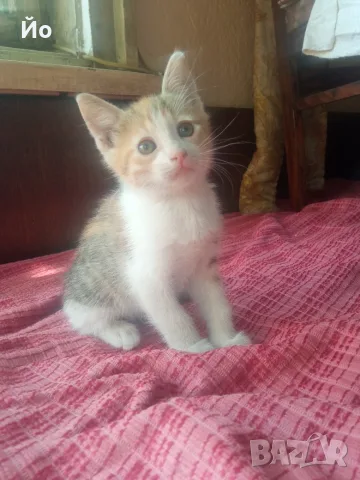 Търся дом на котенцата от снимките - 3 женски, снимка 5 - Други - 55987094