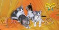 Мини картички: Животни, снимка 4