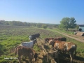 teleta napulno yadat za poveche in tl 0886609713, снимка 1